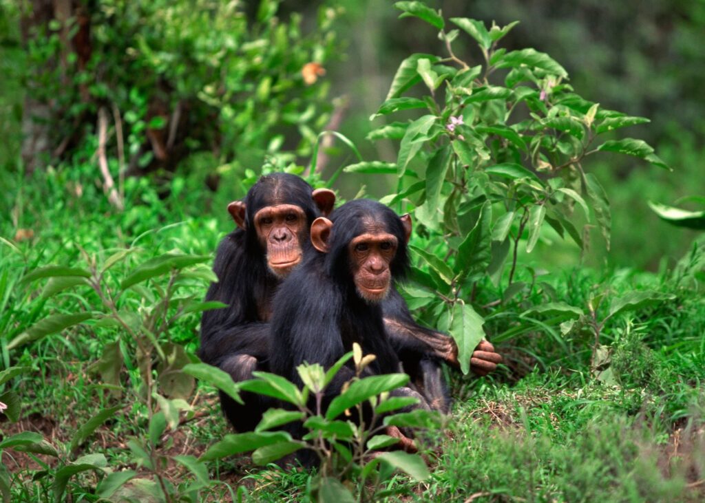 Nyungwe Forest National Park